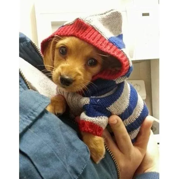 Perrito Salchicha Machito Quito
