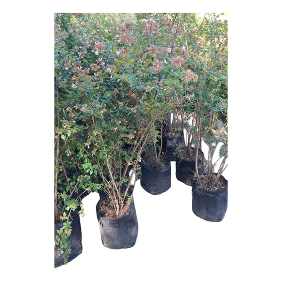 Abelia Grandinflora De 1.30/1.50 Cm Envasado En 15 Litros