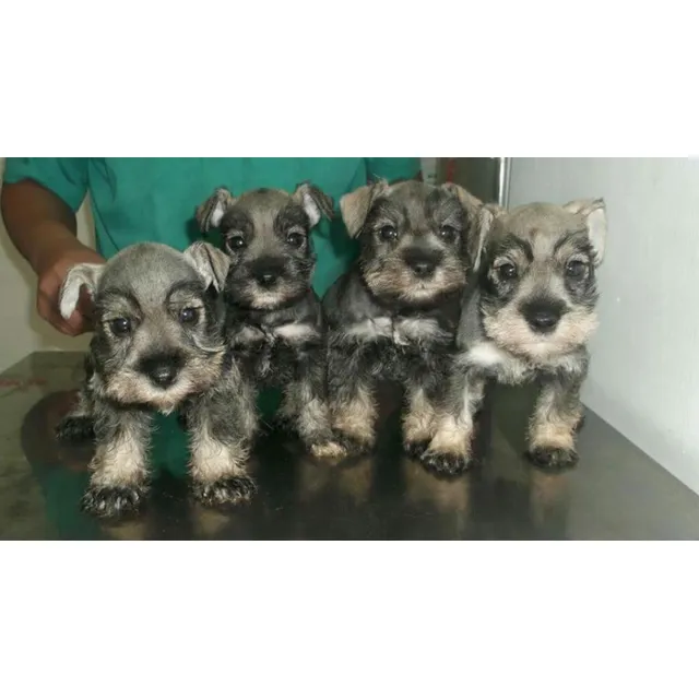 Schnauzer Miniatura Hembra Pelaje Largo.