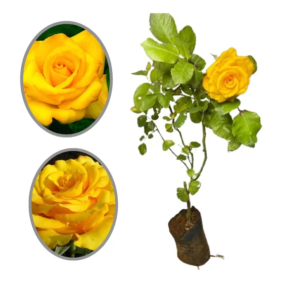 Rosa Amarela (muda 35 Cm)