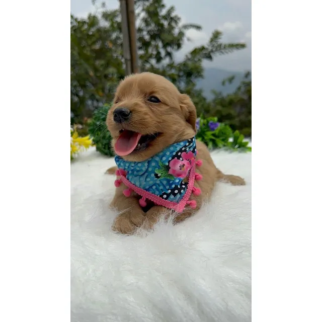 Perros Golden Retriever Cachorros Quibdó Mocoa San Andrés