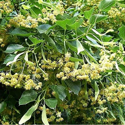 Arbol De Tilo Americano Tilia Americana Paquete De 2 Semilla