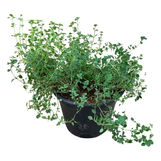 Tomilho Organico Muda P15