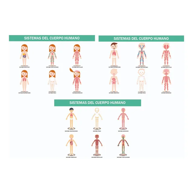 Láminas Imprimibles De Los Sistemas Del Cuerpo Humano