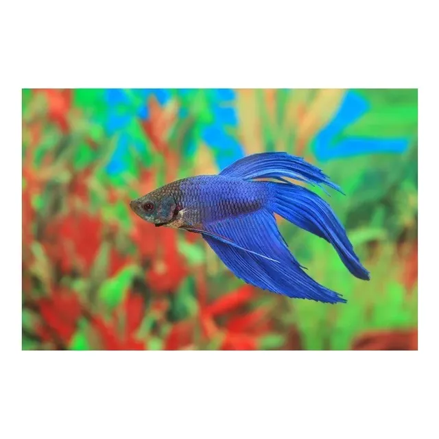 Pez Betta Macho Azul Y Rojo (varían Los Colores)