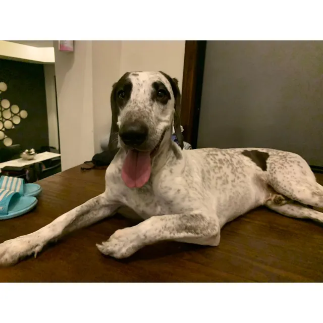 Perro Braco Alemán Para La Monta 