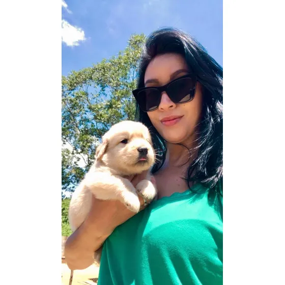 Filhotes De Golden Retriever Robustos (entregamos Em Sp)