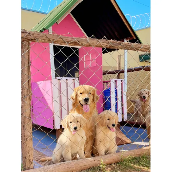 Filhote De Golden Retriever Puros