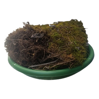 Musgo Natural Deshidratado De 100g Musgo Natural Deshidratado De 100g