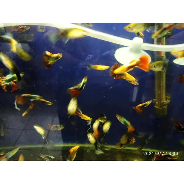 Lebistes Por Pareja Guppys. Acuarios Tropical. Aquariumba