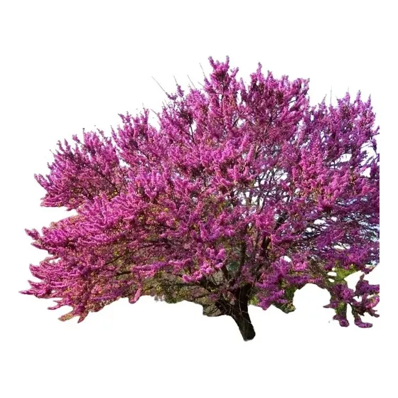 Árbol Del Amor, Árbol De Judas, Cercis Siliquastrum 10lts
