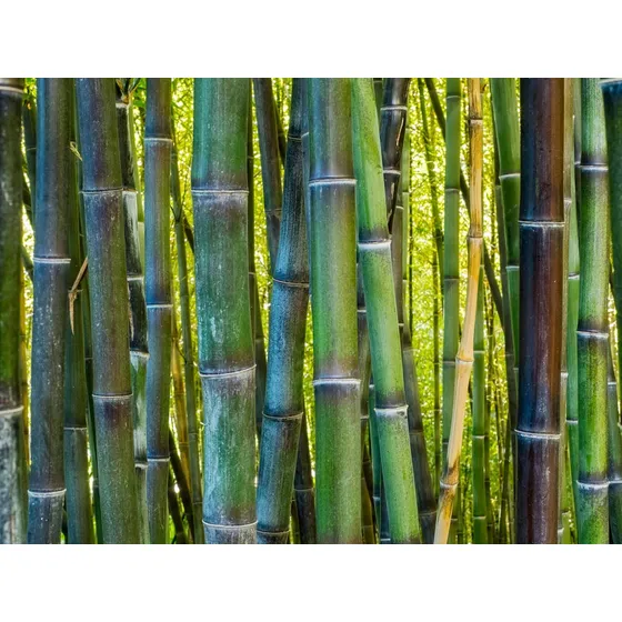 Bambu Troncos Para Decorar Artesania Areglos Arte Esquejes ,