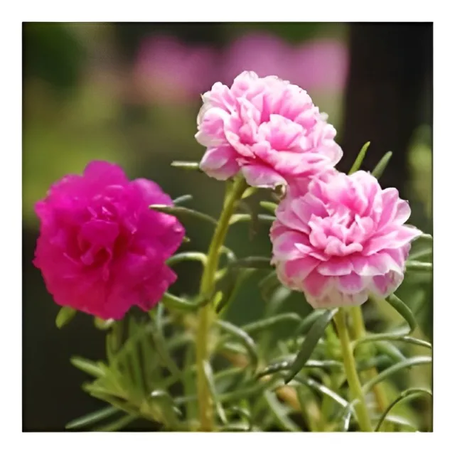 Semilla De Portulaca Doble Flor De Seda Sobre 0,15g Valhalla