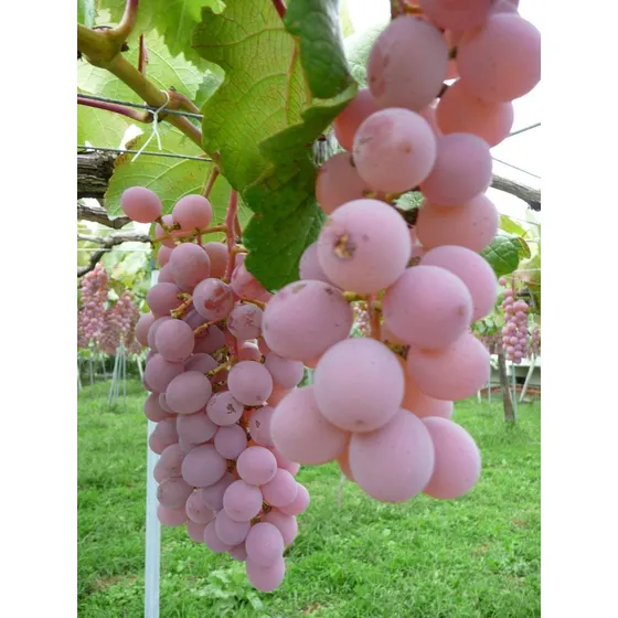 Parra De Uva Japonesa  Yamanashi  Frutas Rosadas Sin Semilla