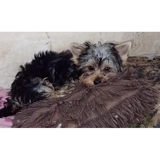 Cachorra Yorkshire Hembra 3 Meses, Pelo Corto