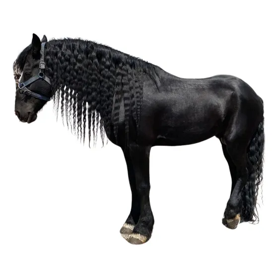 Caballo Frisón Nacional De Padres Importados
