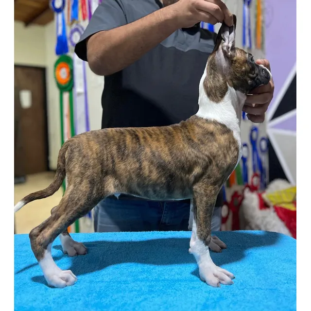 Cachorro Boxer Macho Con Pedigree, 3 Meses