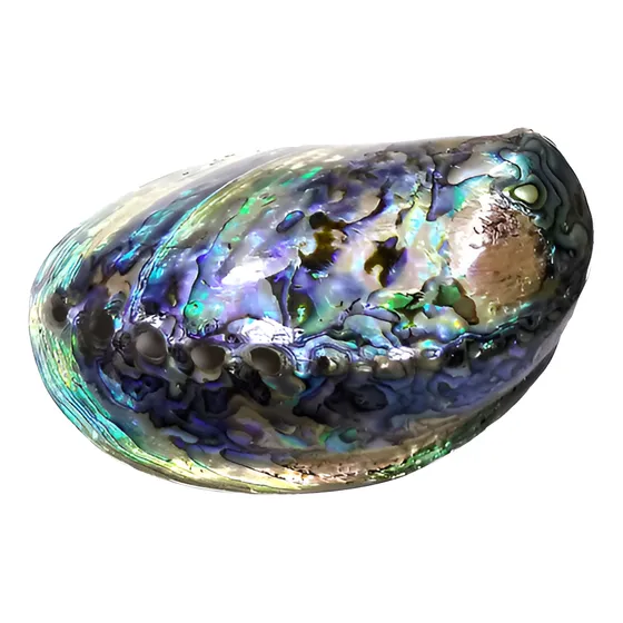 Concha De Abalone Natural Polida 14cm 77g Ótima Qualidade