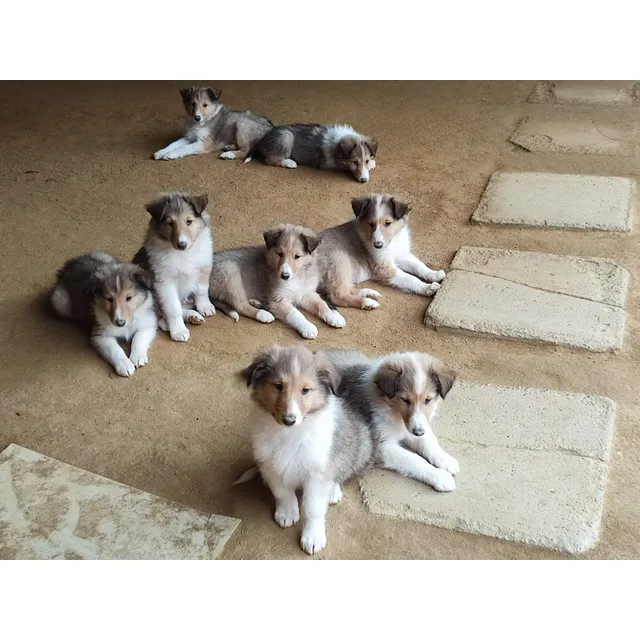 Cachorros Rough Collie