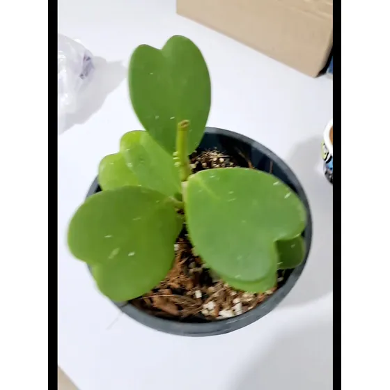 Hoya Kerrii 