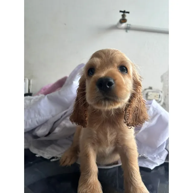 Cachorros Cocker