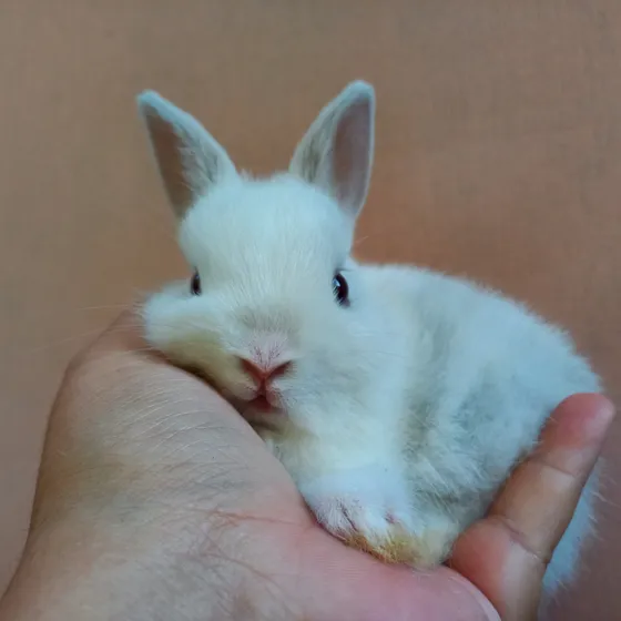 Coelho Anão Netherland Dwarf