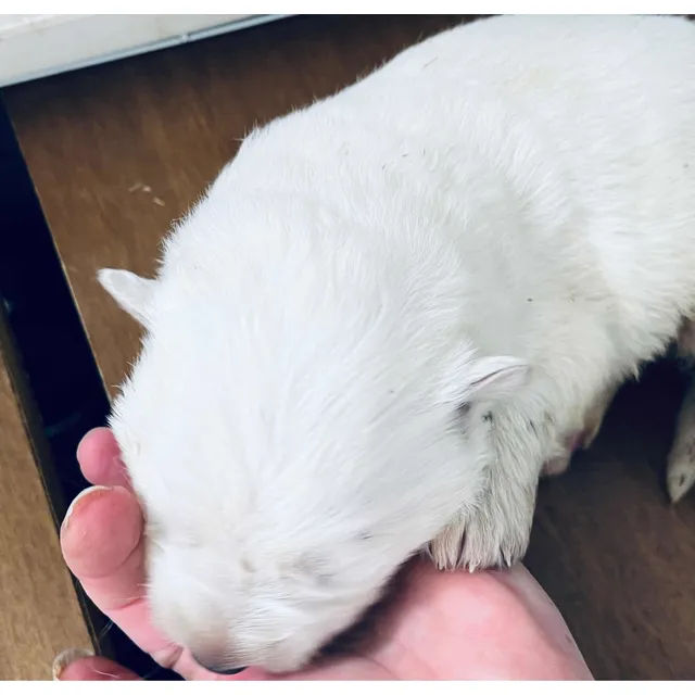 Ovejero Blanco Puro Padres Con Pedigree Pastor Suizo Dispon