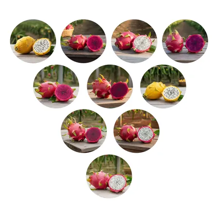Kit 10 Mudas De Pitaya - 8 Variedades Premium Autoférteis