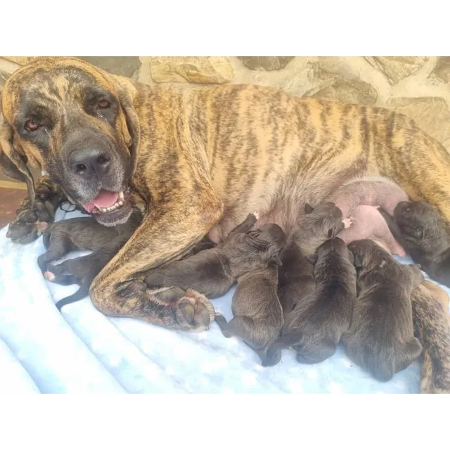 Cachorros De Fila Brasileros