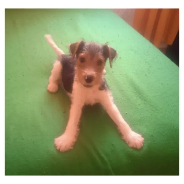 Cachorros Fox Terrier Pelo De Alambre Animal Pets Colombia 