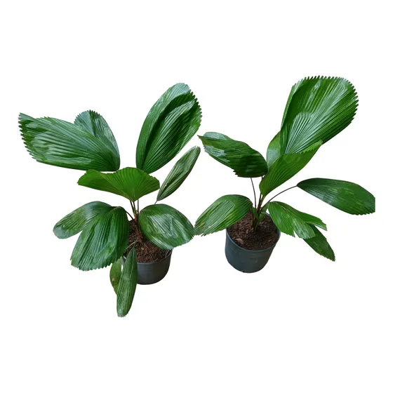 Palmeira Licuala Grandis Leque 50 Cm - Retirar L Freitas Ba