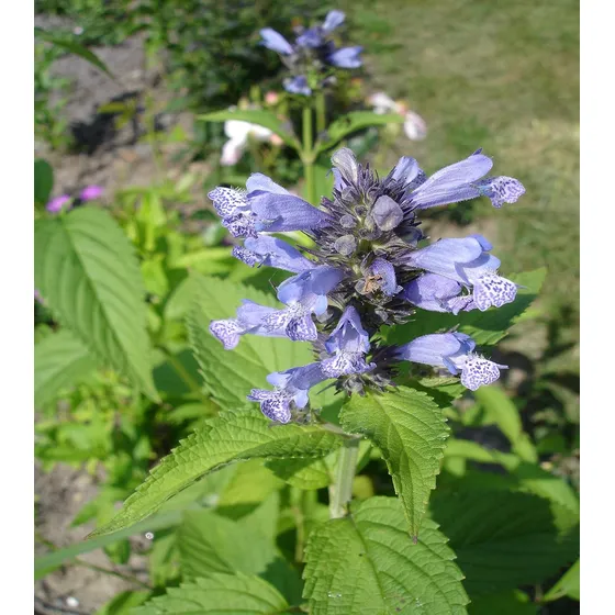Semillas De Nepeta Cataria - Catnip - Menta De Los Gatos