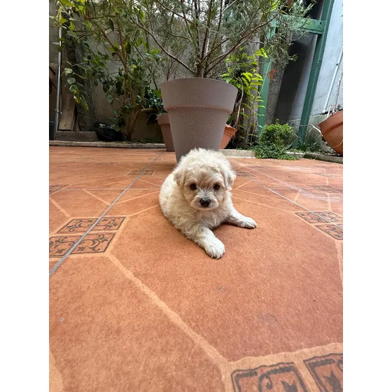 French Poodle