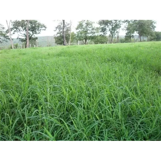 1 Kg De Sementes De Capim Estrela Africana