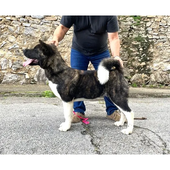 Cachorra Akita Americano Con Pedigree