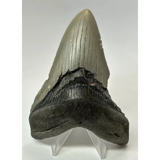 Diente De Megalodon Real, Fósil Con Certificado