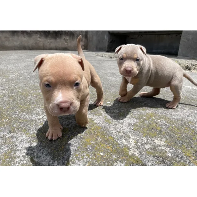Cachorros American Bully Lilac