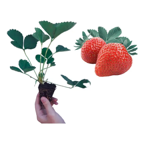 Kit - 6 Mudas De Morango Orgânico Albion + Manual