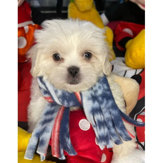 Lindissimo Filhote Shihtzu Branco
