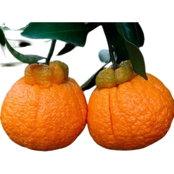 Mandarina Dekopon Frutos Grandes Bergamota Envío Gratis Caba Naranja