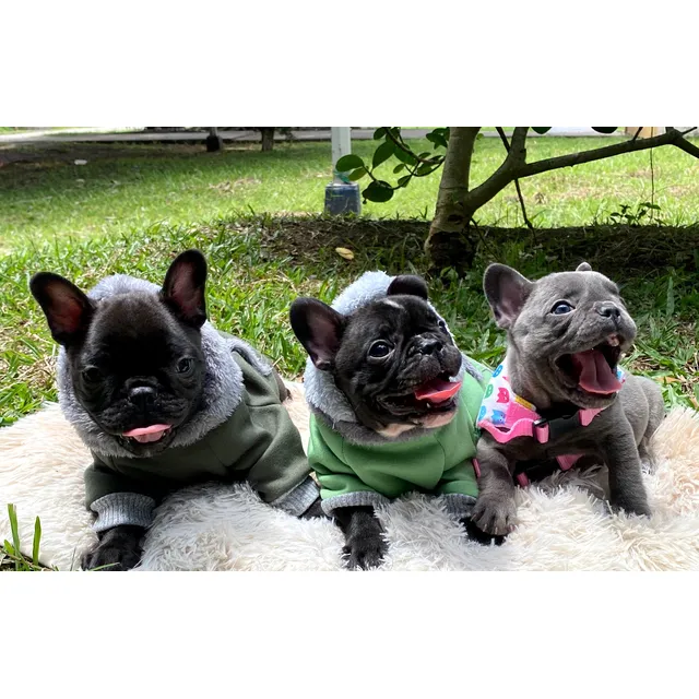Bulldog Frances Ropa