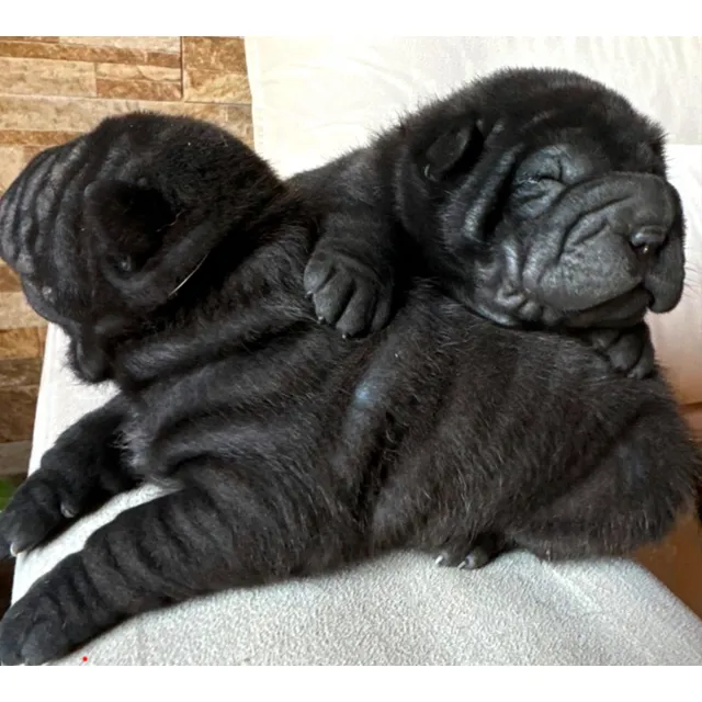 Cachorro Sharpei Muy Buena Genética, Se Entrega Con Vacuna.