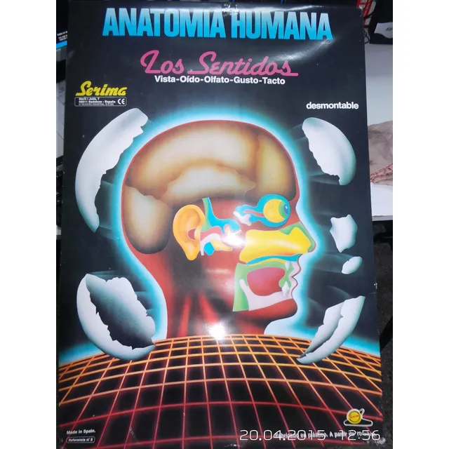 Anatomía Humana Los Sentidos Serima  Srj
