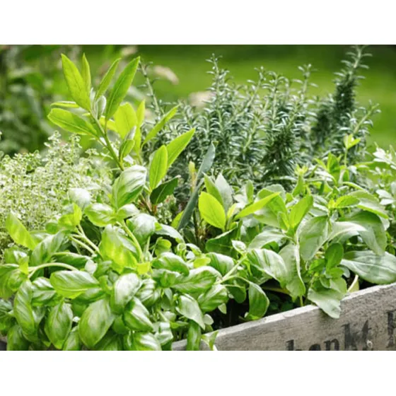 750 Semillas 8 Variedades De Hierbas Aromáticas Para Huertos