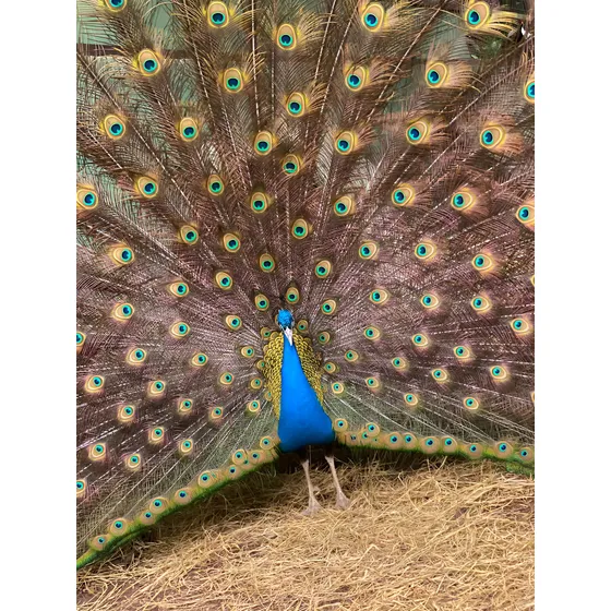 Pavão Azul (casal)