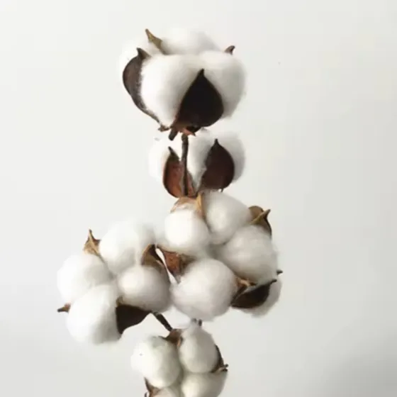 Flor Seca Decorativa Galho De Algodão Artificial Decorativo Cor Branco