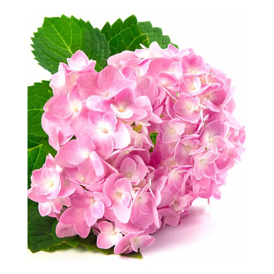 Planta De Hortencias Rosada Pack X2 Gratis A Rm 