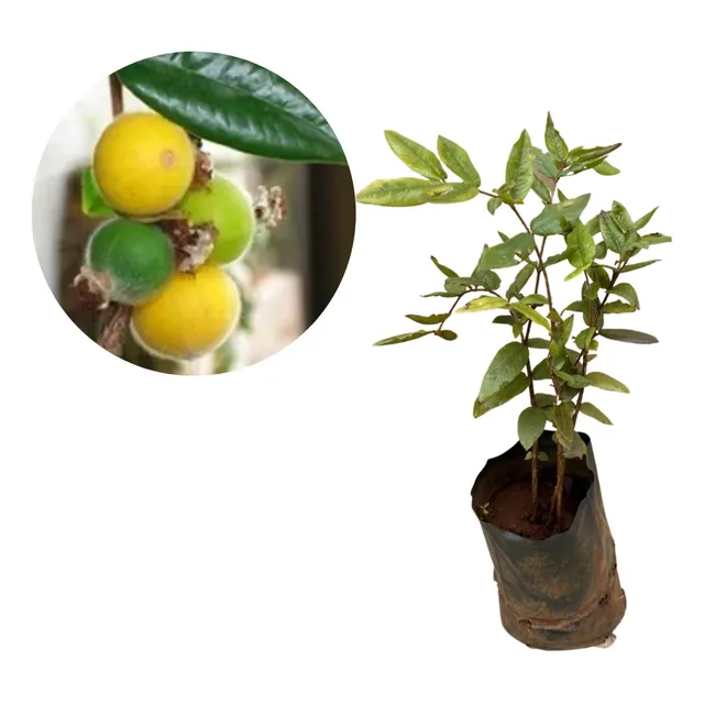 Muda De Cabeludinha Jabuticaba Amarela - Fruta Nativa
