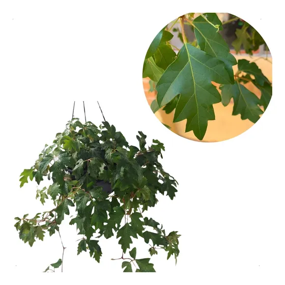 Cissus Rhombifolia Trepadeira Cipo Uva Cuia Falsa Vinha