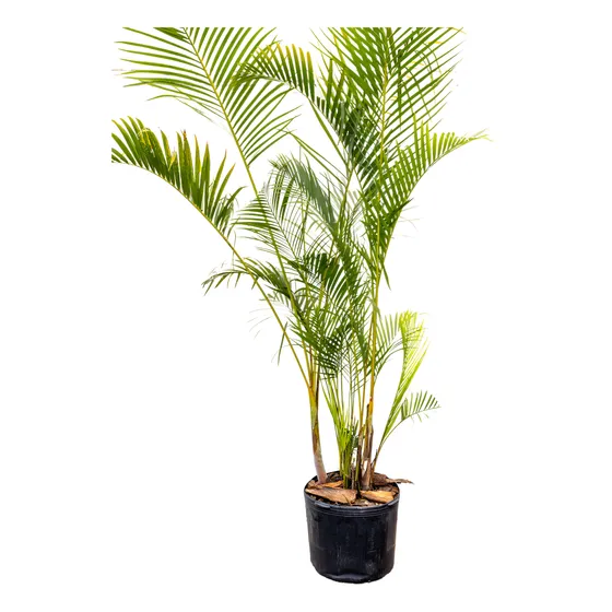 Palma Areca - Tropical En Oferta Especial P50